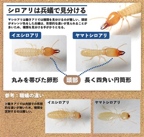 白蟻|シロアリとはどんな生き物？見分け方や生態・対策方。